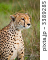 3389285