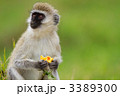 3389300