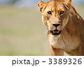 3389326