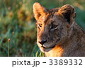 3389332