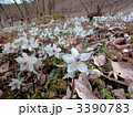 春を告げる可憐な花　セツブンソウ（節分草）