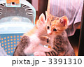 なかよし姉妹（左　はなちゃん、右　あずきちゃん）