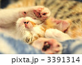 んにゃ！　はなちゃん