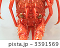 茹でた伊勢海老