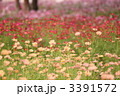 色とりどりのコスモス