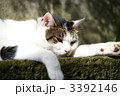 素材ナンバー 3392146 : 「ダルいニャ」