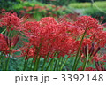 日向薬師の紅い彼岸花
