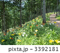谷汲ゆり園・ユリの小路
