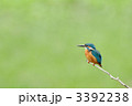 休憩中のカワセミ 3392238