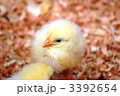 ひよこ