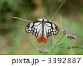 アサギマダラ