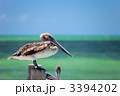 3394202