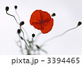3394465