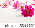 3394590