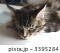 窓際で昼寝をしているメインクーンの仔猫