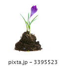 3395523