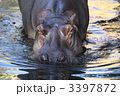 カバ