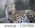 ヒョウのまなざし
