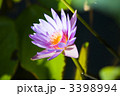 3398994