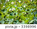 3398996