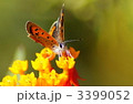 ベニシジミチョウ