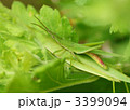 オンブバッタ