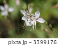 素材ナンバー 3399176 : 「ガウラ（白蝶草）」