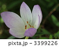 素材ナンバー 3399226 : 「コルチカム」