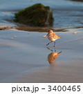 チドリ