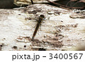 枯れ木にとまるアキアカネ