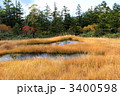 尾瀬国立公園　横田代の池塘
