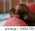 チワックスの子犬の寝顔