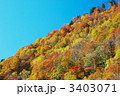 奥志賀高原の紅葉した木々