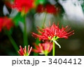 リコリス-近接-01 リコリス-近接-01
