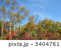 白樺の紅葉