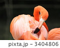 フラミンゴ