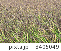 黒米の水田-14699