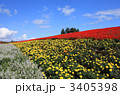 秋晴れのお花畑