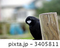 からす