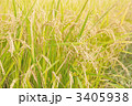 稲