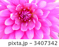 ダリアの花びら
