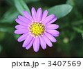 小さな可愛い友禅菊