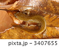 和歌山県・準絶滅危惧種・カスミサンショウウオ