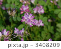 れんげ草
