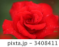 薔薇