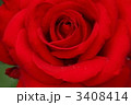 薔薇