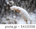 エノコログサに積もる雪