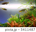 アクアリウム2