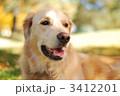 秋晴れとゴールデンリトリバー