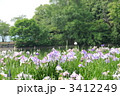 香川県亀鶴公園の花菖蒲